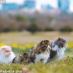 Tiana Jakubowski Profile Picture