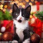 Michele Gibson Profile Picture